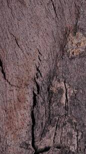 带裂缝的木树皮闭合