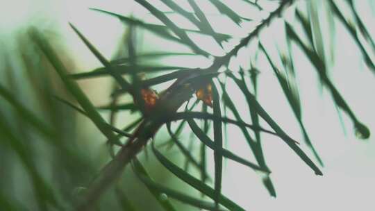 雨后蕨类植物叶子上的水滴