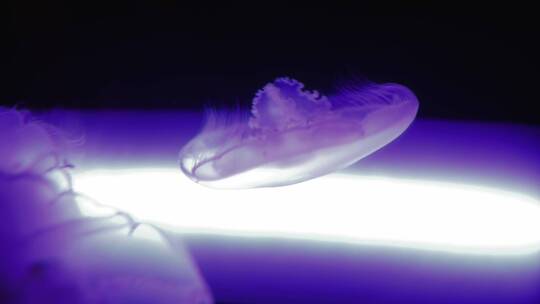 紫色发光水母游动视频素材模板下载
