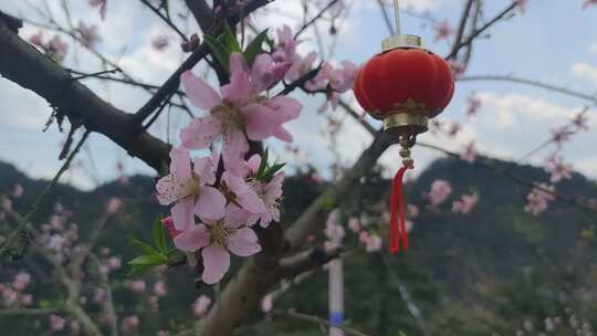 春天鲜花盛开花朵植物实拍