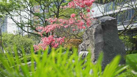 园林石头小景流水杜鹃花