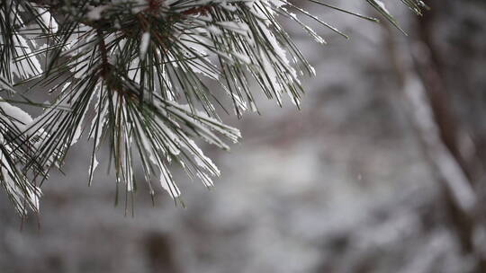 雪天树林松树林