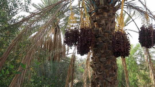 突尼斯树林中成熟水果簇的椰枣，郁郁葱葱的