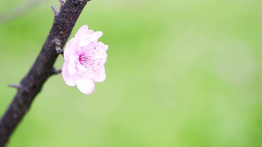 开花梅花朵意境花开花春天桃花开