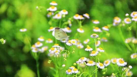 夏天户外的白色野花小雏菊山花实拍素材