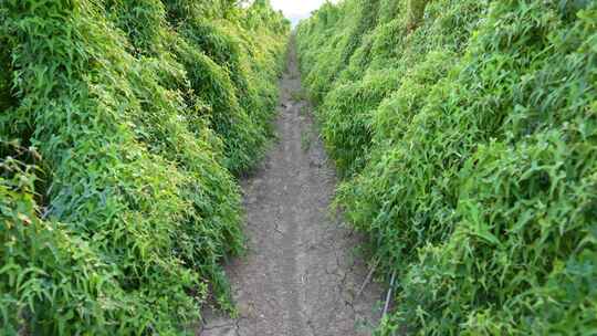 种植的山药，山药架