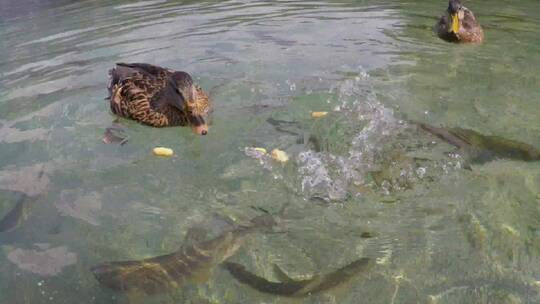 鸭子在水里觅食