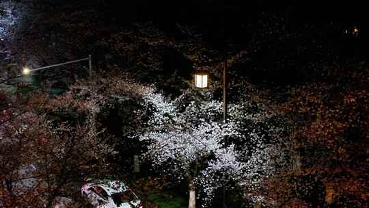 航拍鉴真路道路夜景樱花路灯