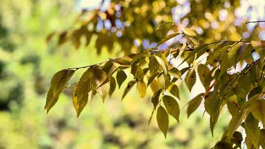 秋天 秋天树叶 秋天风景 立秋 秋分