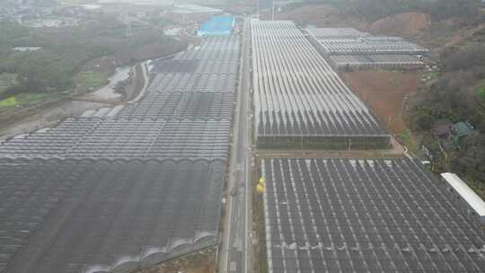 现代农业大棚种植基地航拍