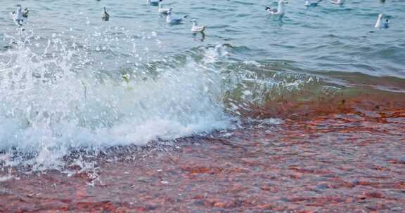 大海海面飞翔的海鸥