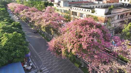 中国广东省广州市荔湾区坦尾美丽异木棉