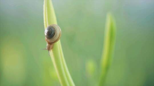 黄花菜田 大自然 升格 蜗牛 蝴蝶 生态