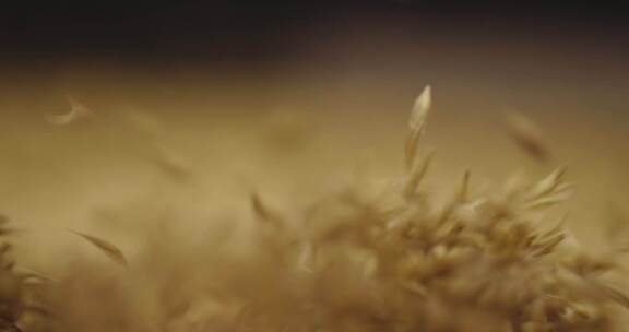 Airy舞中的大麦颗粒动态种子分离