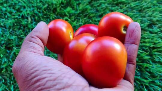 农民大棚西红柿丰收采摘视频素材模板下载