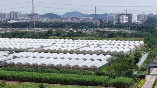 现代化农业大棚基地