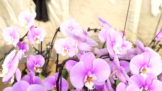 蝴蝶兰 兰花 花朵 观赏花 卉漂亮的花朵