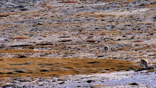 青海格尔木可可西里自然保护区奔跑的藏羚羊