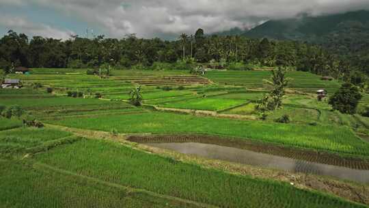 Jatiluwih，稻田，热带，乡村