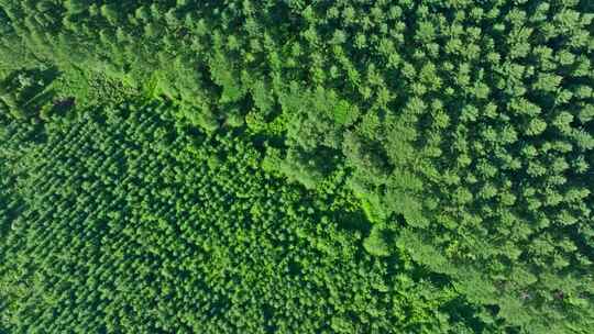航拍自然森林