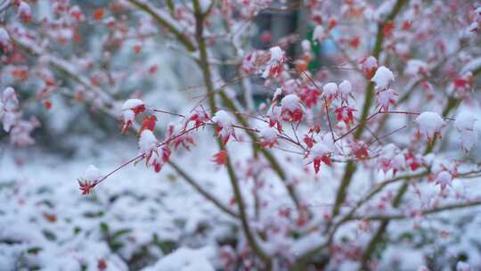 枫叶积雪素材