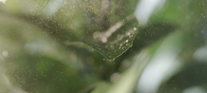 雨中打在叶子上特写镜头