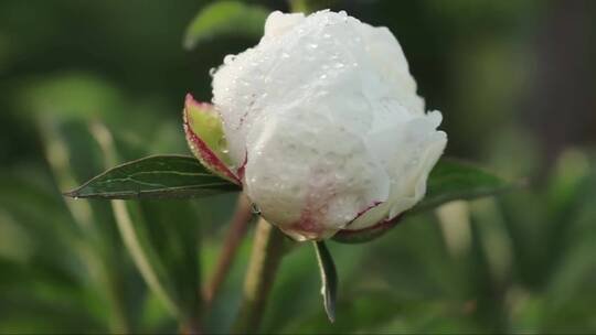 白色的牡丹花 (2)