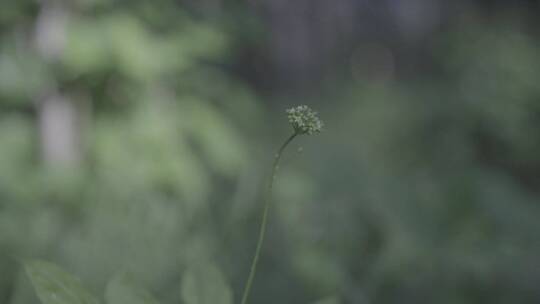 长白山采参人视频素材