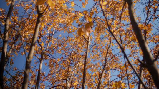 秋季金黄的枫林 视频素材模板下载