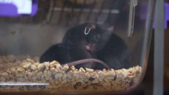 实验室小黑鼠养殖画面
