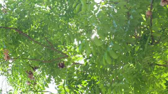 阳光森林树叶夏日自然大自然树林夏天夏季