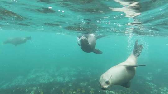 海豹在水下游泳