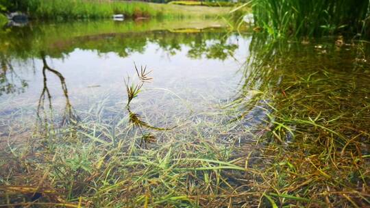 4K高清实拍昆明池清澈见底的水面视频素材模板下载