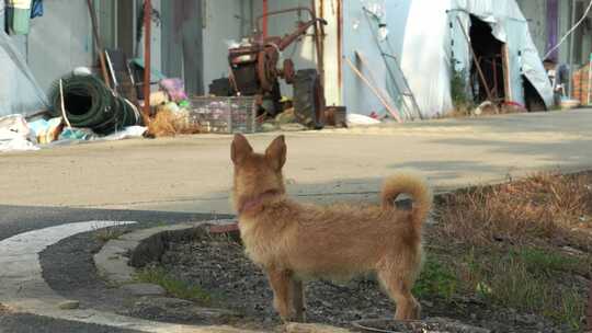 农村宠物狗看门狗小土狗视频素材模板下载