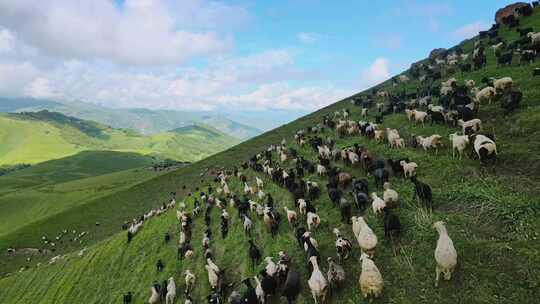 新疆草原草地上牛羊群放牧畜牧乳制品宣传