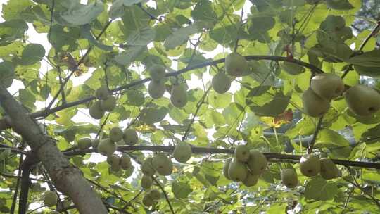 阳光下树上满满的猕猴桃健康营养水果