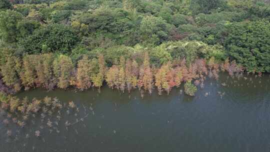 4K航拍深圳南山西丽水库生态环境