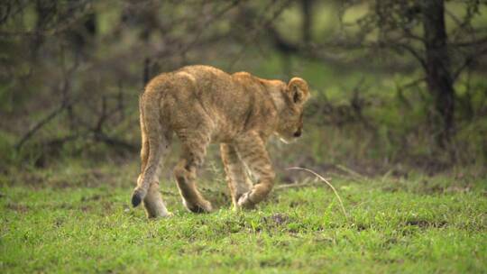 肯尼亚灌木丛中的小狮子