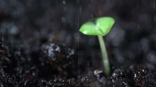 给绿色的植物幼苗浇水视频素材模板下载