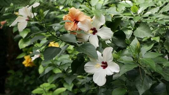 树上的白色芙蓉花，有柔和明亮的阳光