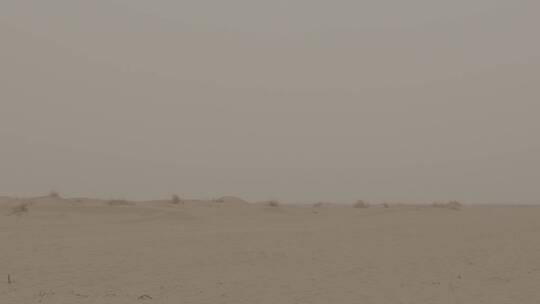 沙漠骆驼行走视频素材模板下载