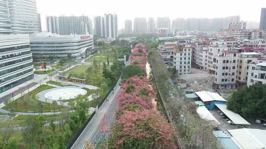 中国广东省广州市荔湾区坦尾美丽异木棉