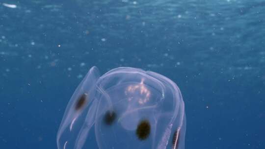 水母，斑翅梳果冻，水下，海洋生物