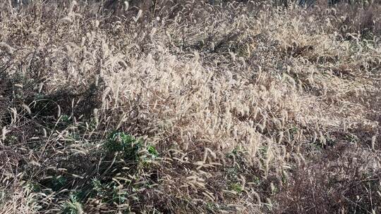 枯萎狗尾巴野草植物秋天风景慢动作实拍