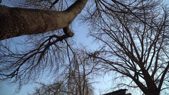 北京胡同光影鸽子树木屋檐