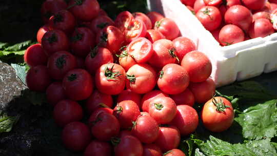 西红柿蔬菜果实果蔬市场市集特写视频素材模板下载