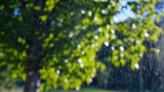 雨中绿树自然景象