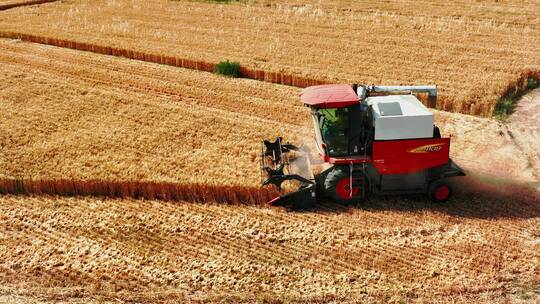 小麦丰收收割