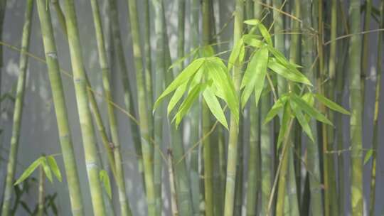 阳光透过竹林把影子打在墙上