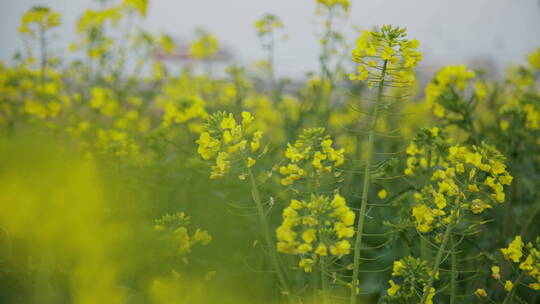 油菜花意境高清实拍